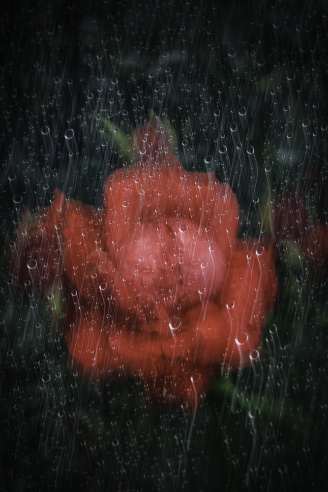 優秀賞「憂いの雫」橋口 智子 様(鹿児島県)