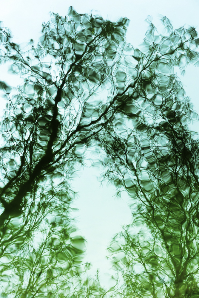 京都府教育委員会教育長賞「水鏡に芽吹いた景」近藤 孝覚 様(新潟県)