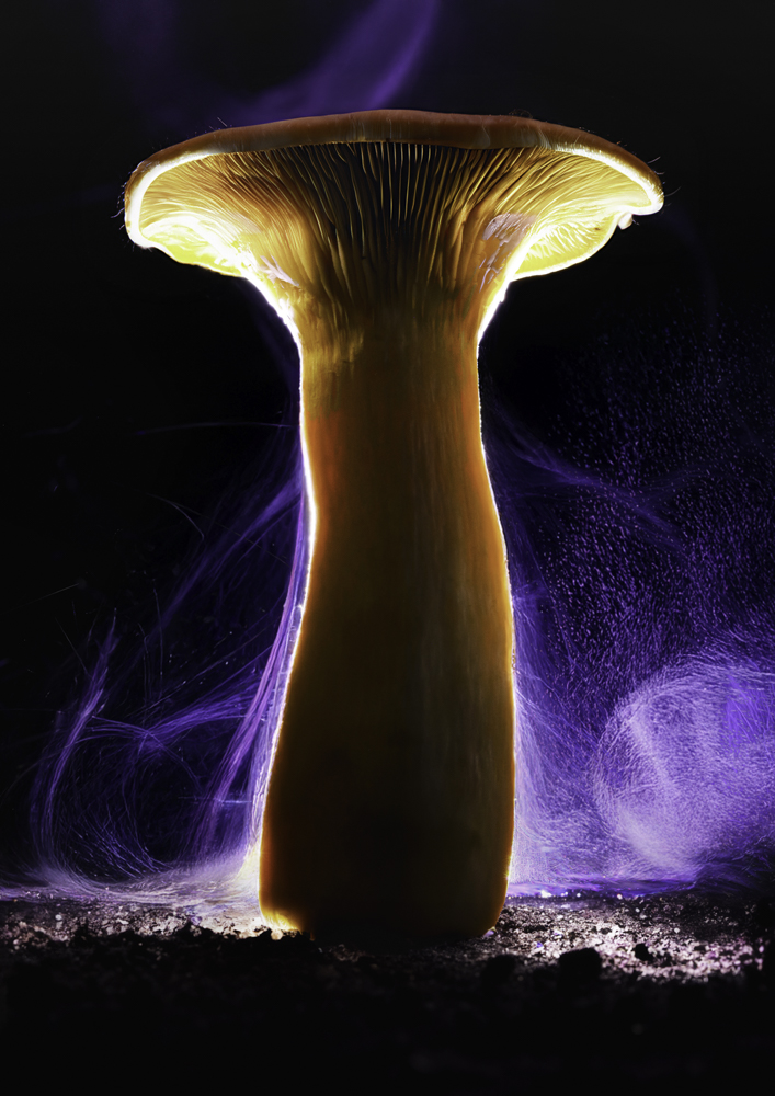 入選「胞子の舞」西尾 透 様(島根県)