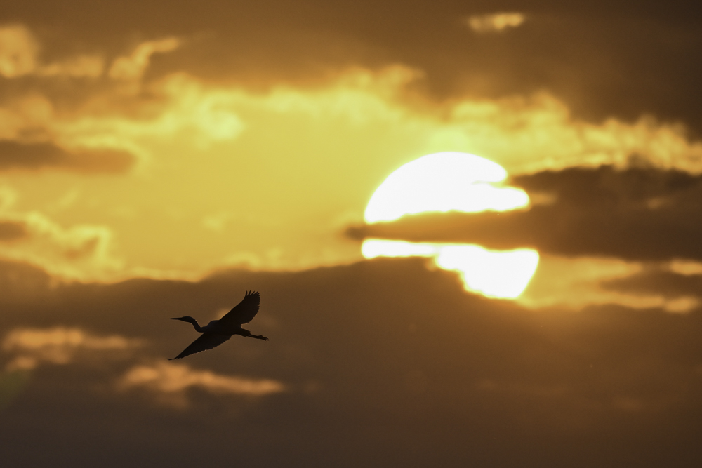 入選「朝日と共に」杉田 倫生 様(神奈川県)